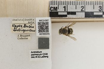 Media type: image;   Entomology 789245 Aspect: Labels